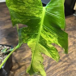 Discounted Monstera Aurea Plant Cutting  ( Pls Read Description Below)