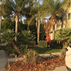 Landscape  And Maintenance  Clean Up And Hauling 