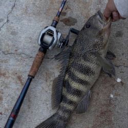 Phenix M1 And Tranx 200