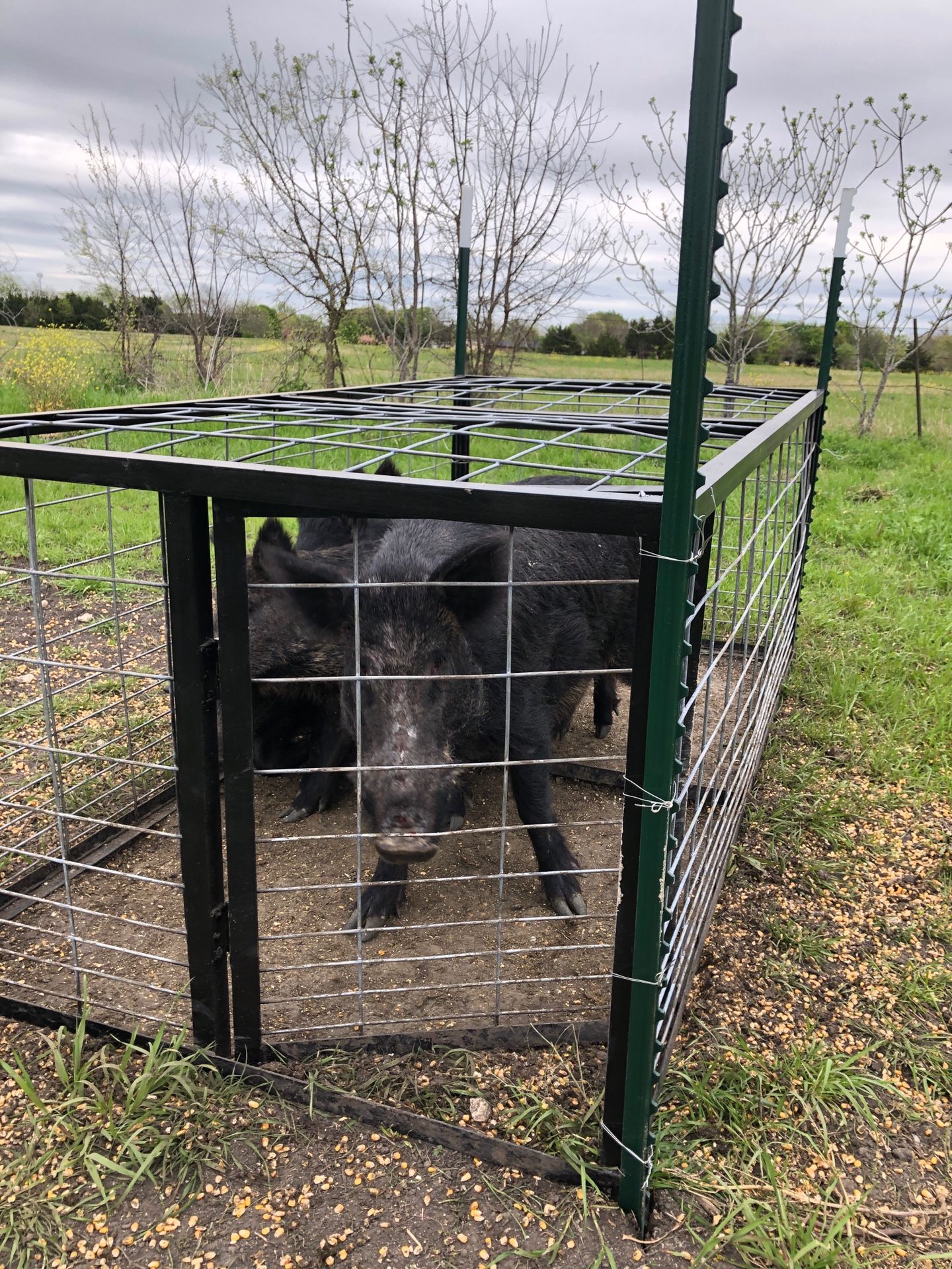 Hog Trap