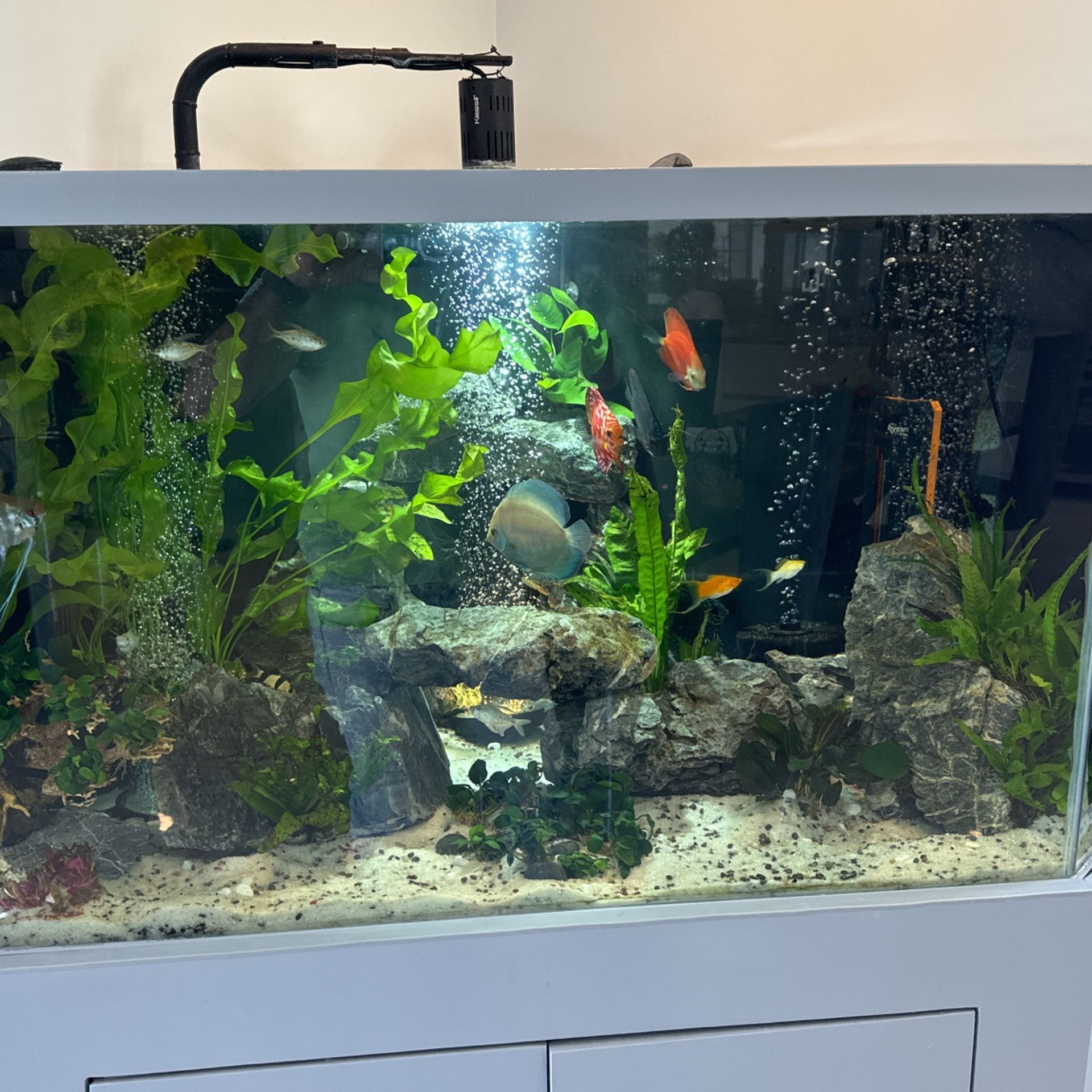 Fish Tank