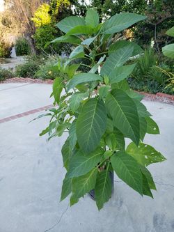 White Angel Trumpet Tree