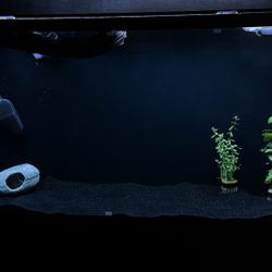 75 Gallon Tank And Stand 