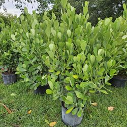 Clusias About 5 Feet Tall Full Green  Fertilized  Ready For Planting Instant Privacy Hedge  Same Day Transportation 