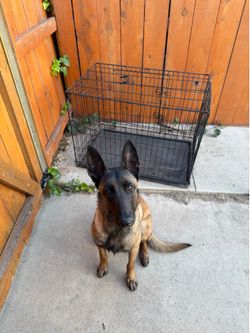 Medium kennel need gone!