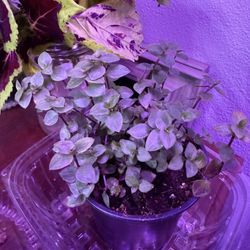 Baby Blue Tears Plant In Pot Indoor/outdoor Cute 