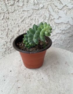 3 Inch Pot Succulent Plant - Sedum Morganianum - Burrito Donkey's-tail - Rooted & Established - Drought Resistant 🪴