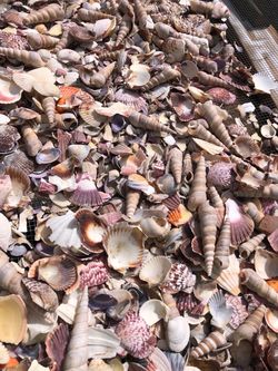 Shells