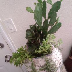 4plantas Differences En Canasta