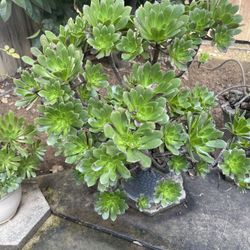 Aeonium Succulents 