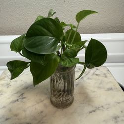 House Plants For Sale