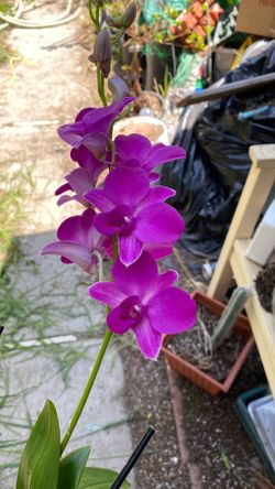 Orquidea
