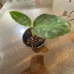 Aglaonema Tricolor “camo”