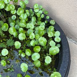 Pond Plant