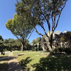 GOOD PRICES ON TREE 🌲