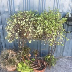 Plants For Sale