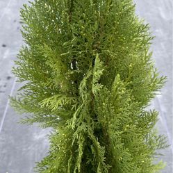 Arborvitae- 3gl