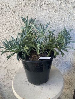 1.5 Gallon Pot Succulent Plant - Senecio Kleiniiformis - Spear Head - Rooted & Established - Drought Resistant 🪴