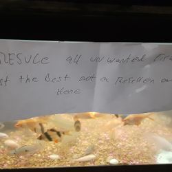 Fish Rescue Guy Fish Tank Aquarium 