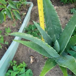 ALOE VERA PLANT 