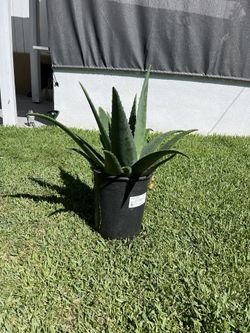 Aloe Vera Plant