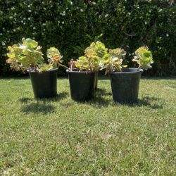 Succulent Plant 