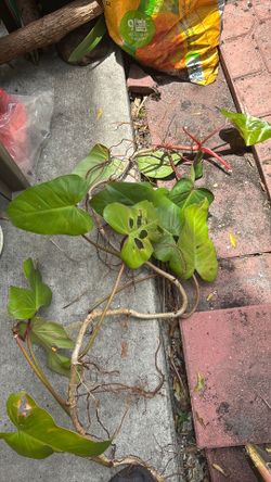 Philodendron red emerald cuttings