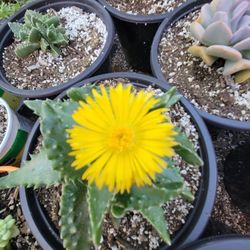 Succulent 