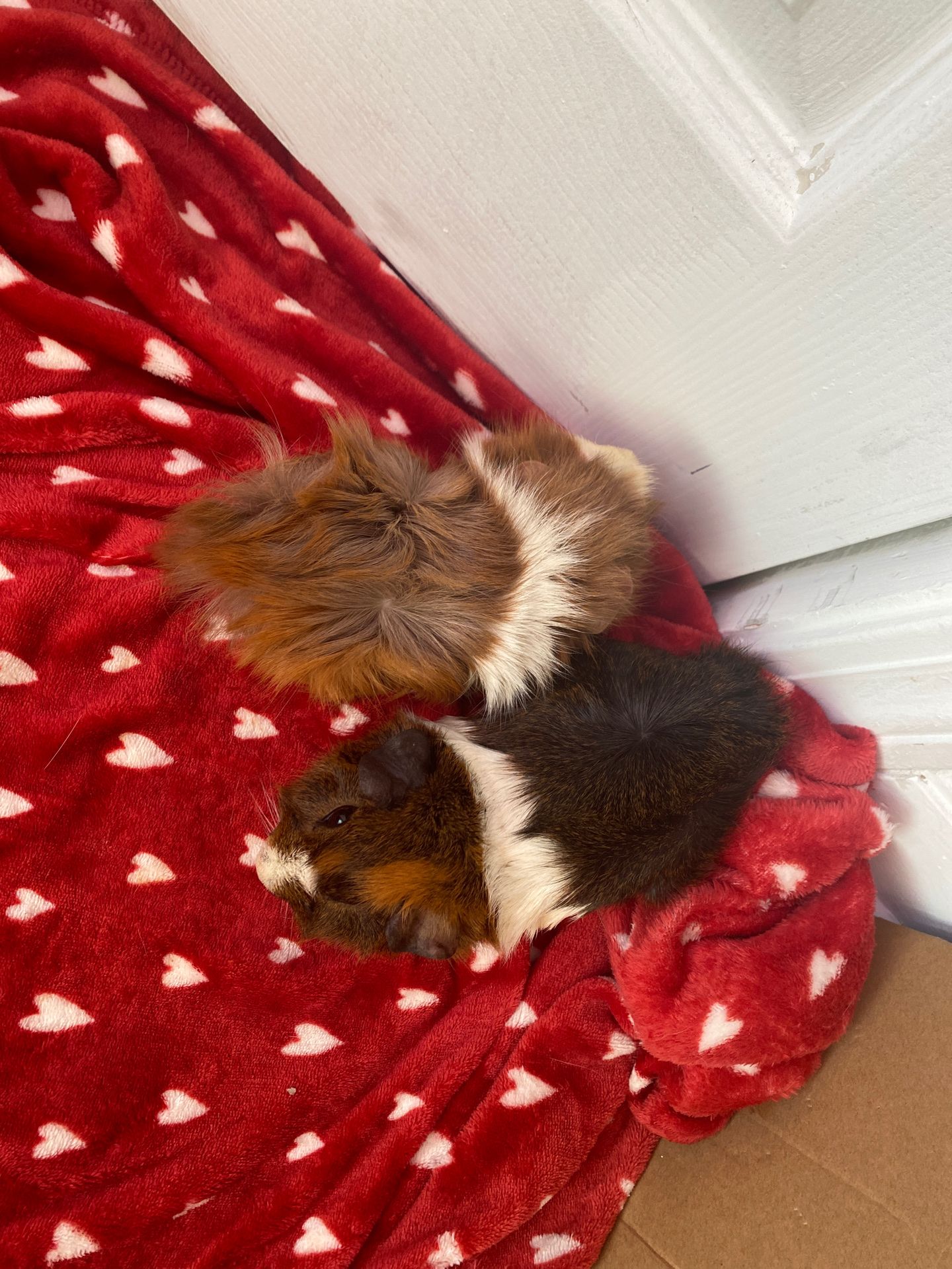 Guniea pigs