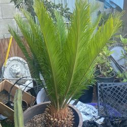Huge sago Palm