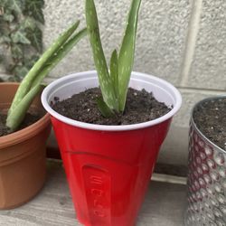 Aloe Plant