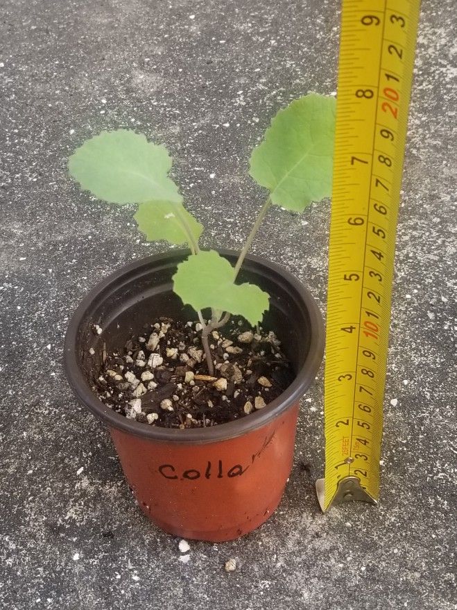 Collards Starter Plant, Live