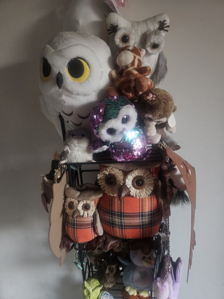 Owls