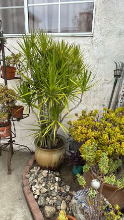 Dracaena plant