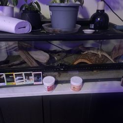Reptile Tank