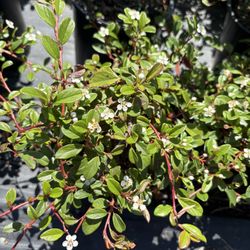 Cotoneaster White Flowers
