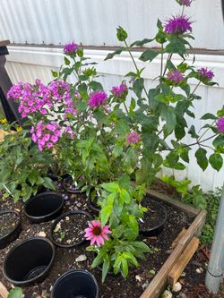 Bee Balm