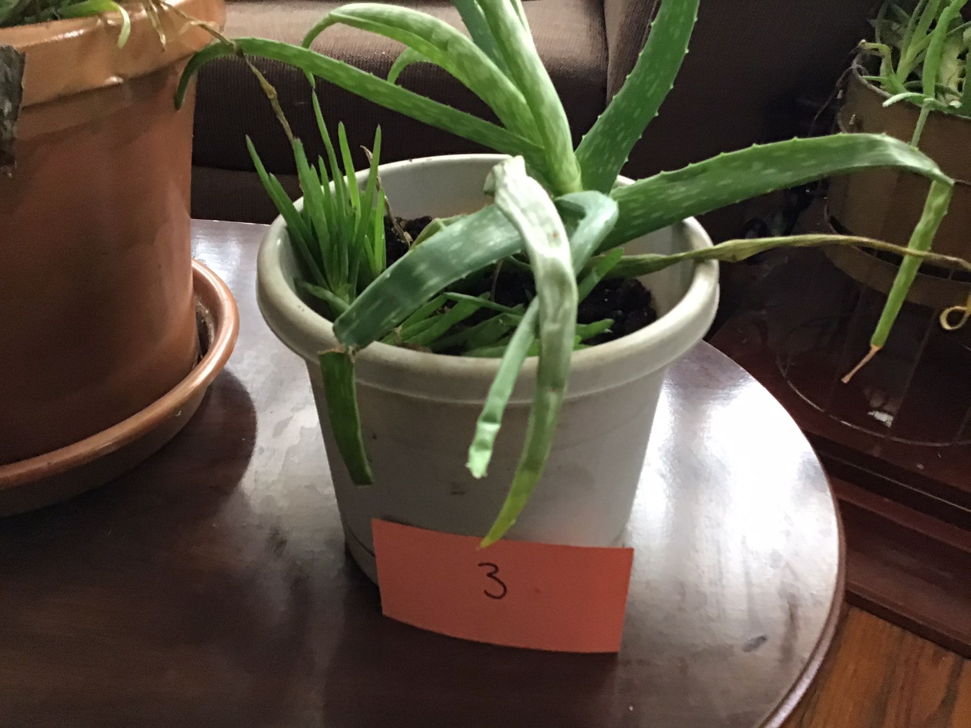 Aloe Vera Plants 100% (Read Description)