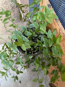 Tradescantia plant
