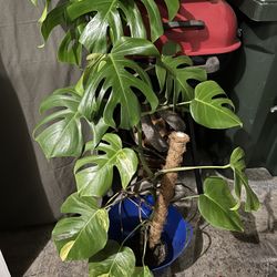Reverted Monstera Aurea More Than 3ft Tall