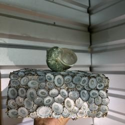 Seashell Trinket Box
