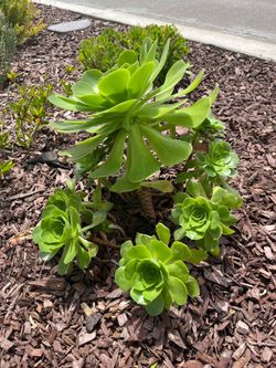 Succulents
