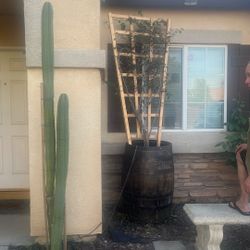 Bugambilia Planter With Barrel