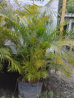 Areca Palm trees 25gl $120