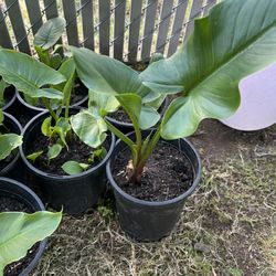 plants 