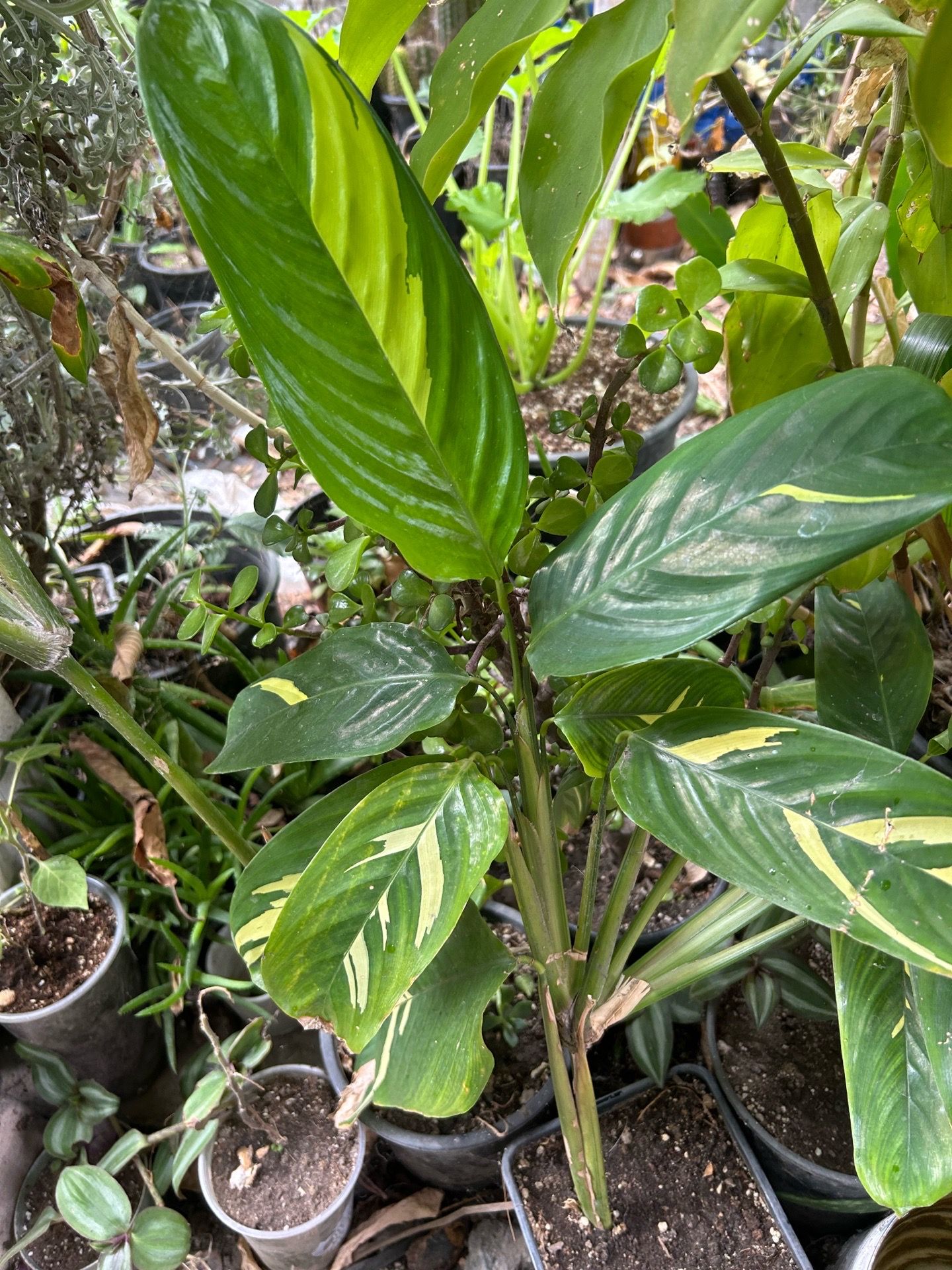 Planta