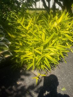 Box of golden bamboo grass