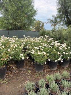 Rose bushes 15 gal