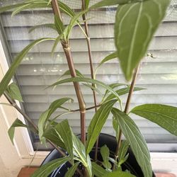 Tall Mexican Petunia Plants. (READ THE DESCRIPTION PLEASE)