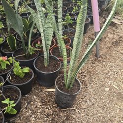 Plants For Sale 7 Each 